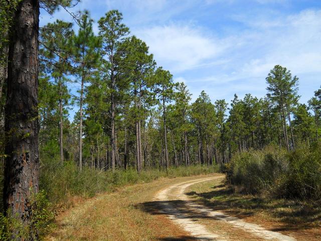 De Soto National Forest